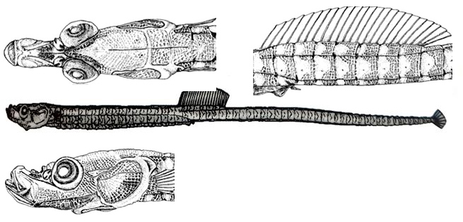 Minyichthys sentus_01.jpg